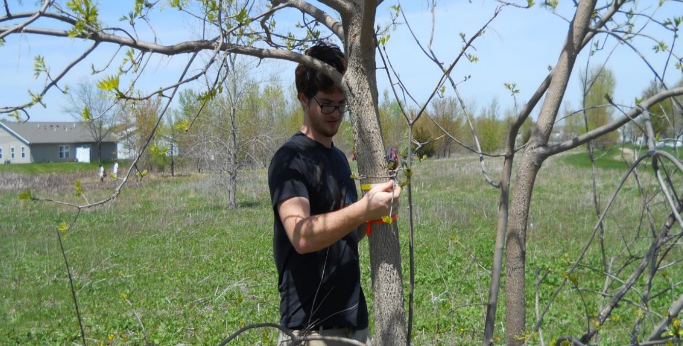 emerald_ash_borer.jpg