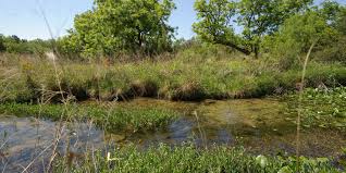 A narrow stream surrounded by grassy green banks and some trees in the distance. 